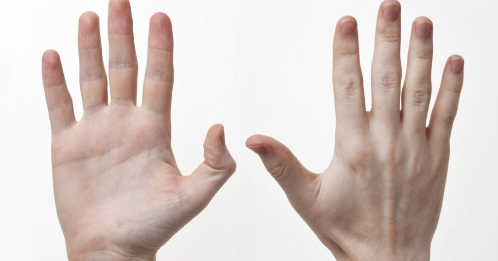 An Average Male Hand