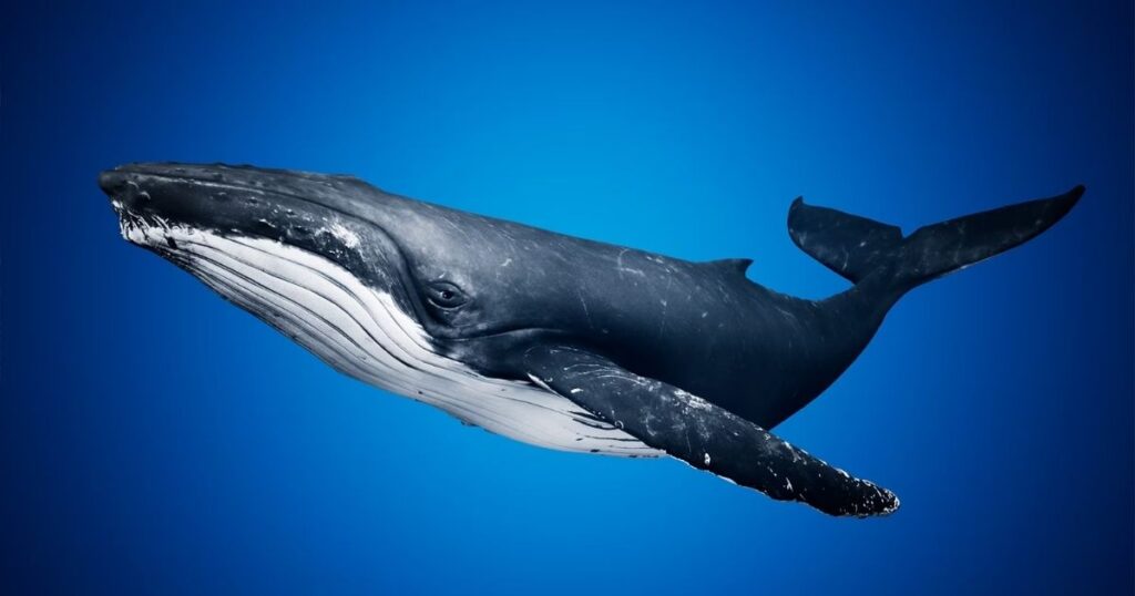 Blue Whale