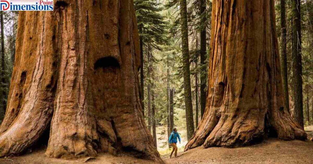 Half the Size of a Giant Sequoia