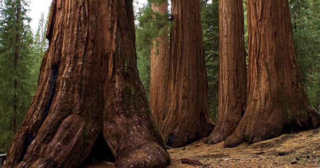 One-Third of a Giant Sequoia Tree