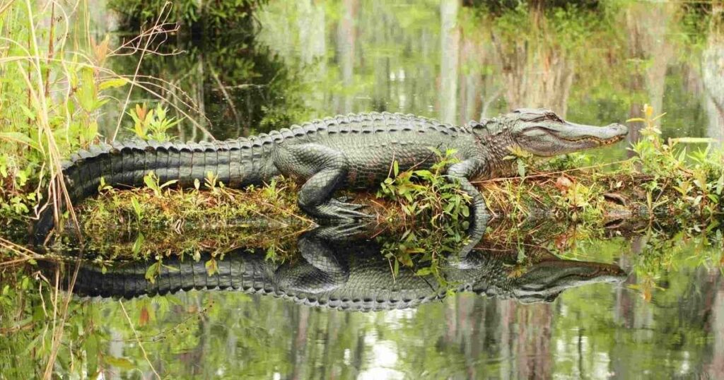 Alligators