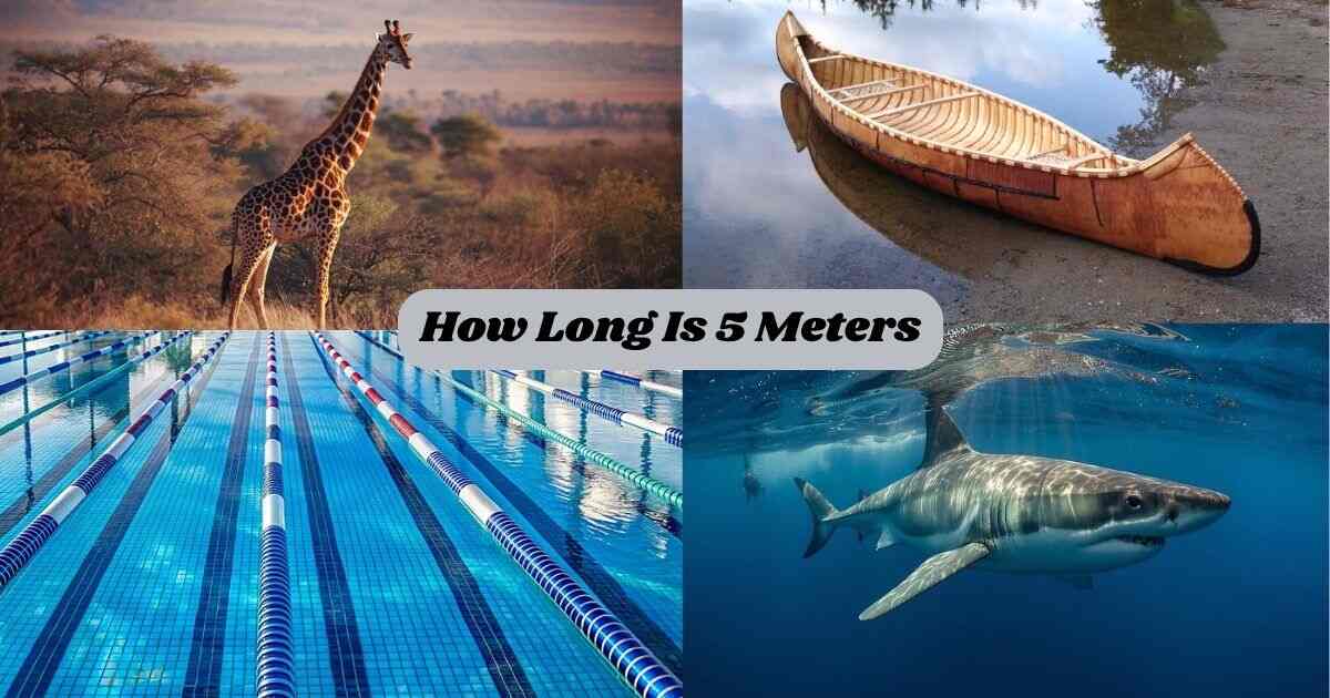 How Long Is 5 Meters? 15 Common Things 