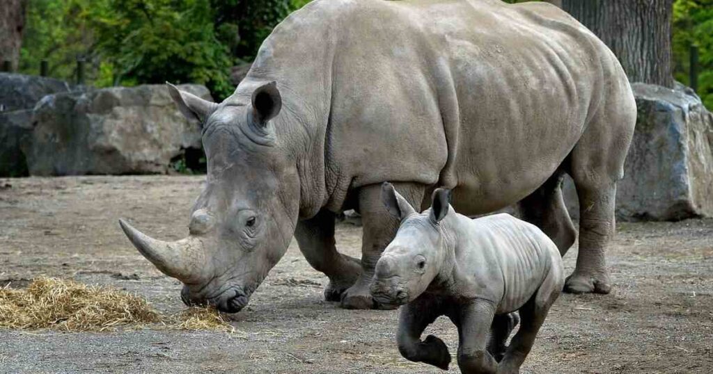 Southern White Rhinoceros