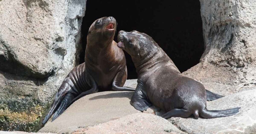 Two California Sea Lions (Males)