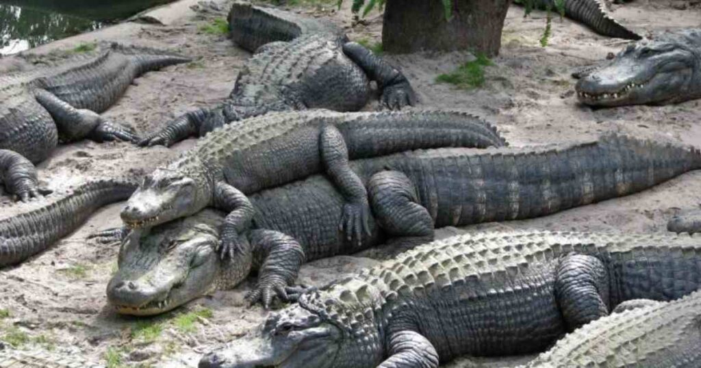 10 Adult Alligators 