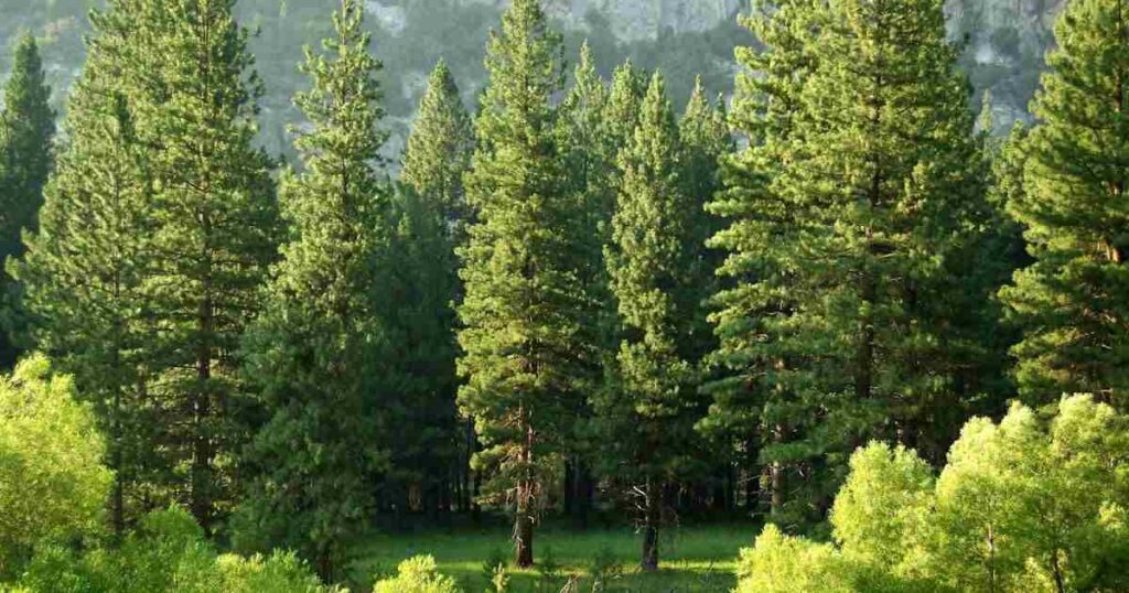 A Tall White Pine Tree 
