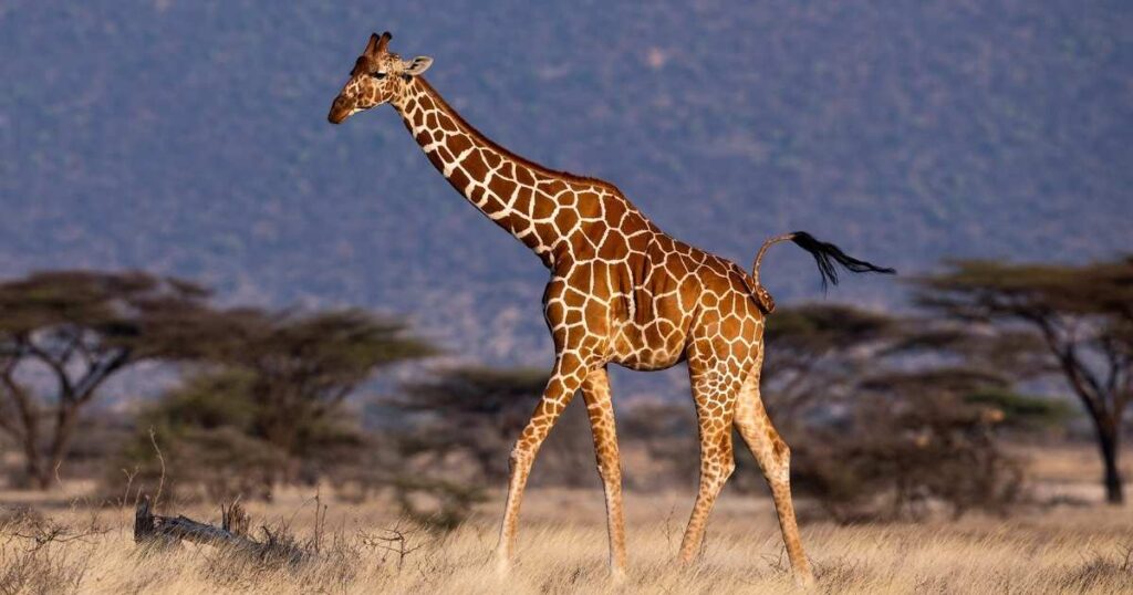 Giraffe Height