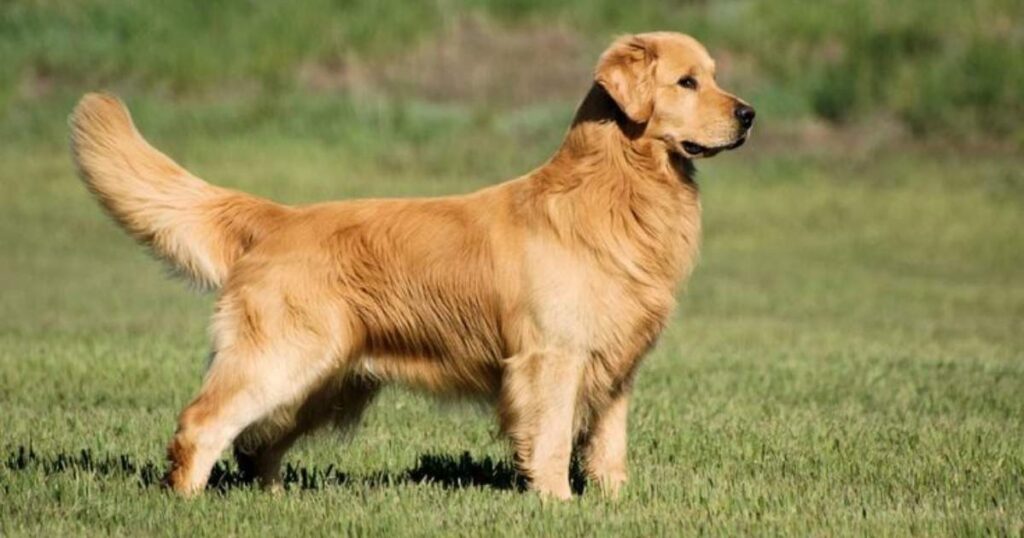 Golden Retriever Dog